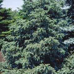Abies pinsapo