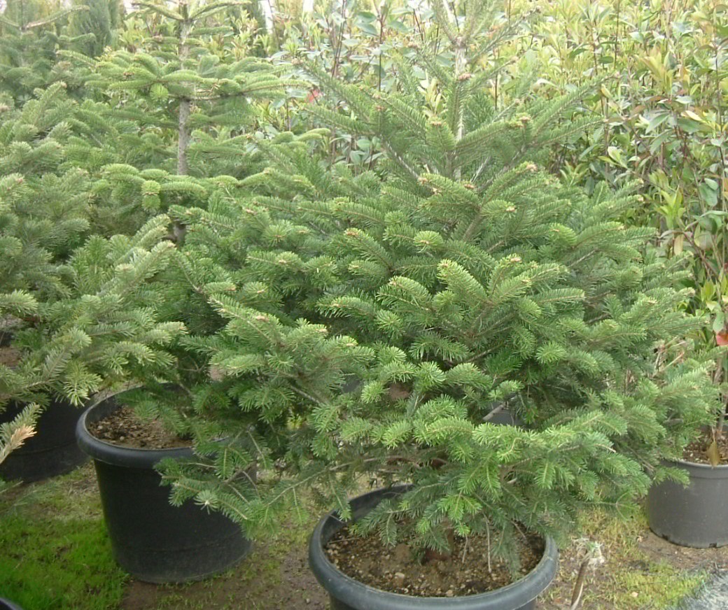 Abies nordmanniana