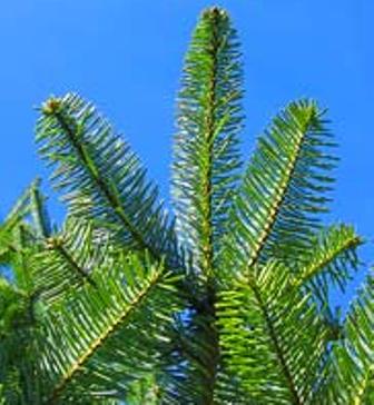 Abies bornmulleriana