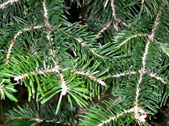 Abies cilicia