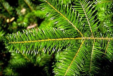 Abies grandis