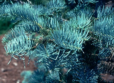 Abies concolor