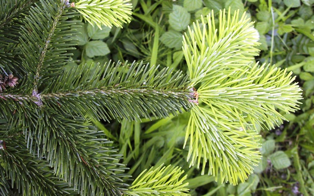 Abies lasiocarpa