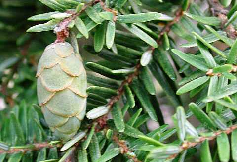 Tsuga canadensis