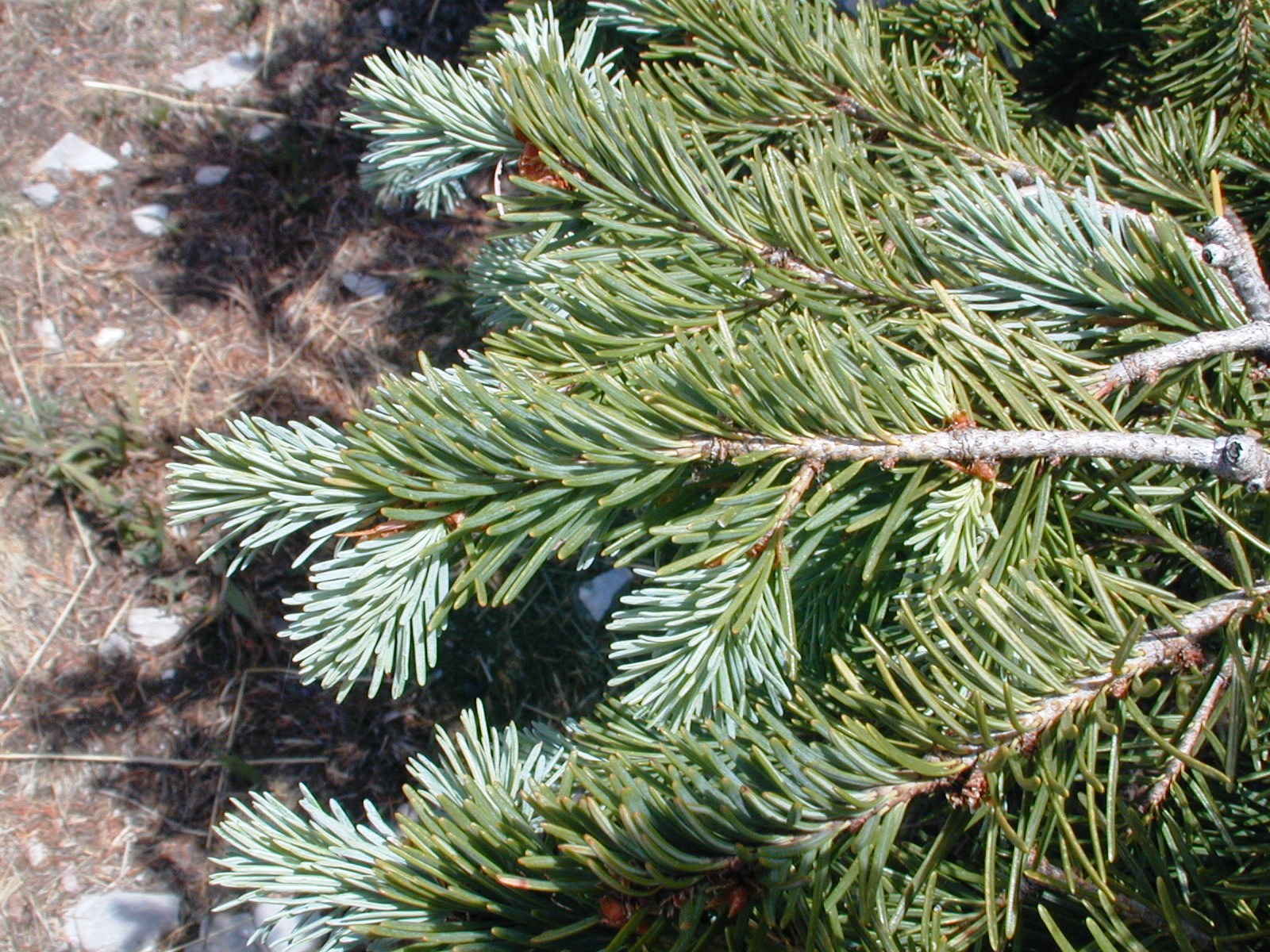 Pseudotsuga menziesii