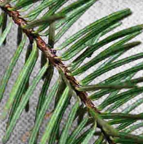 Pseudotsuga douglasii 'viridis'