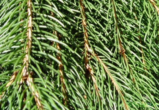 Picea abies