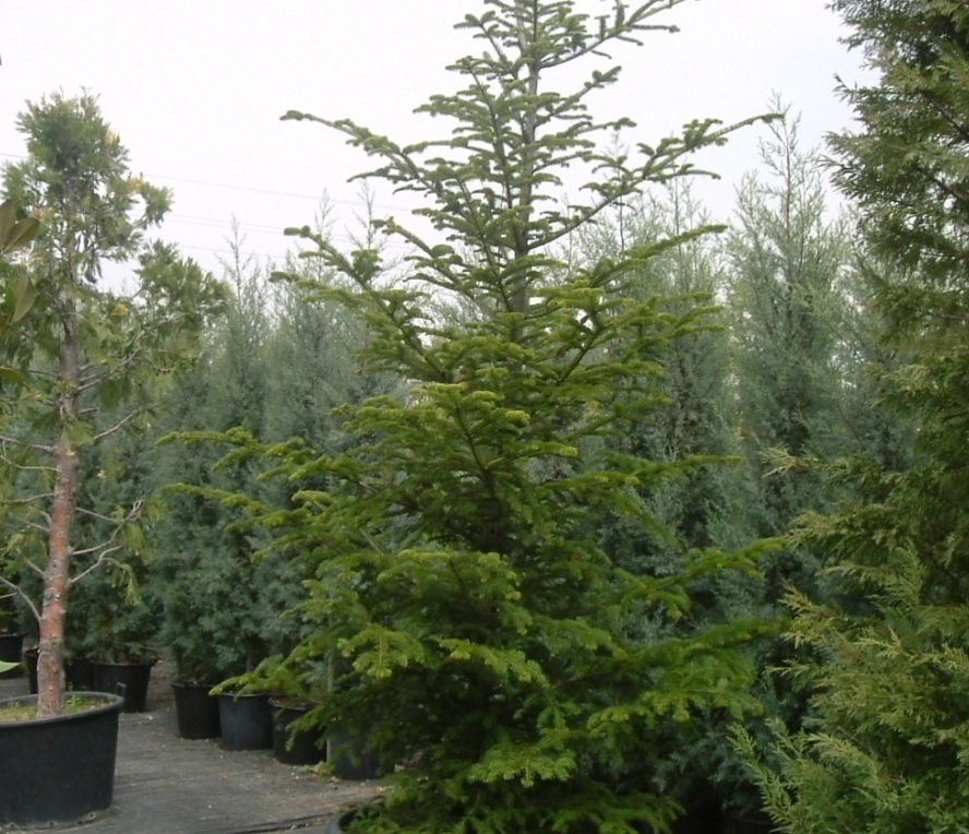 Picea orientalis