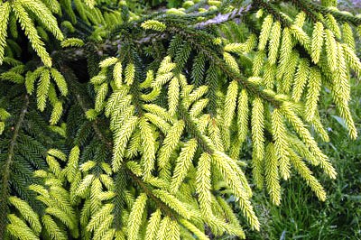 Picea orientalis 'aureospicata'