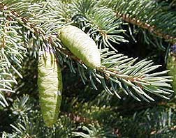 Picea glauca