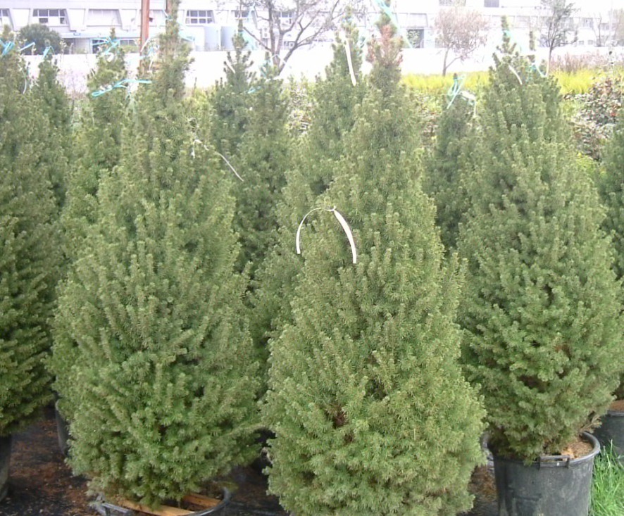 Picea glauca 'albertiana conica'