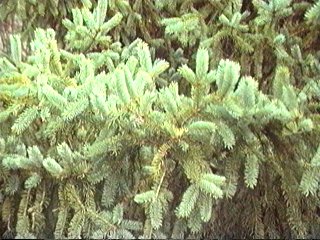 Picea glauca 'aurea'