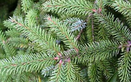 Picea mariana