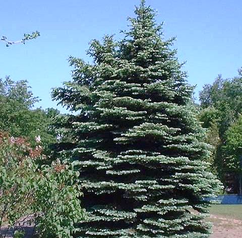 Picea pungens