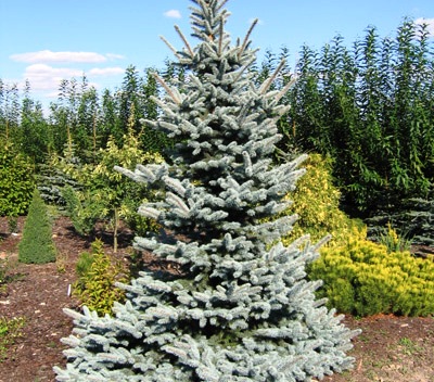 Picea pungens 'glauca'