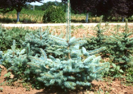 Picea pungens 'argentea'
