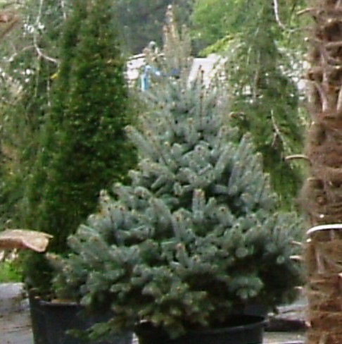 Picea pungens 'glauca hopsii'
