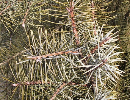 Picea breweriana