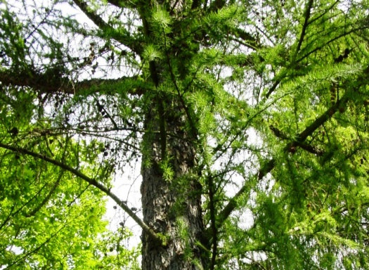 Larix decidua