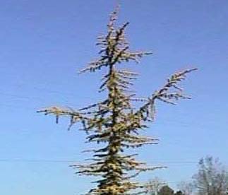 Cedrus atlantica 'aurea'