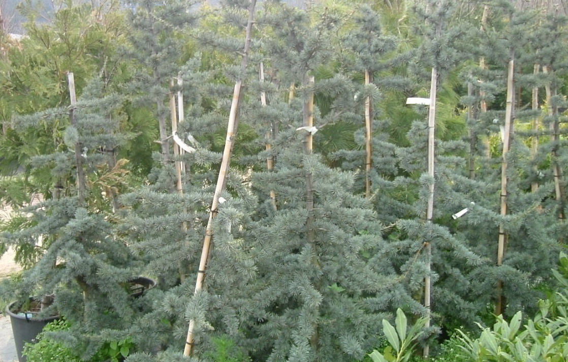 Cedrus atlantica 'glauca'