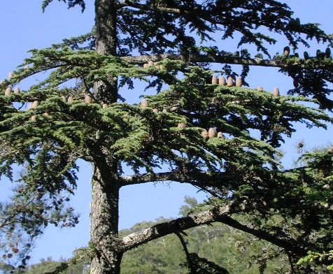 Cedrus libani 'brevifolia'