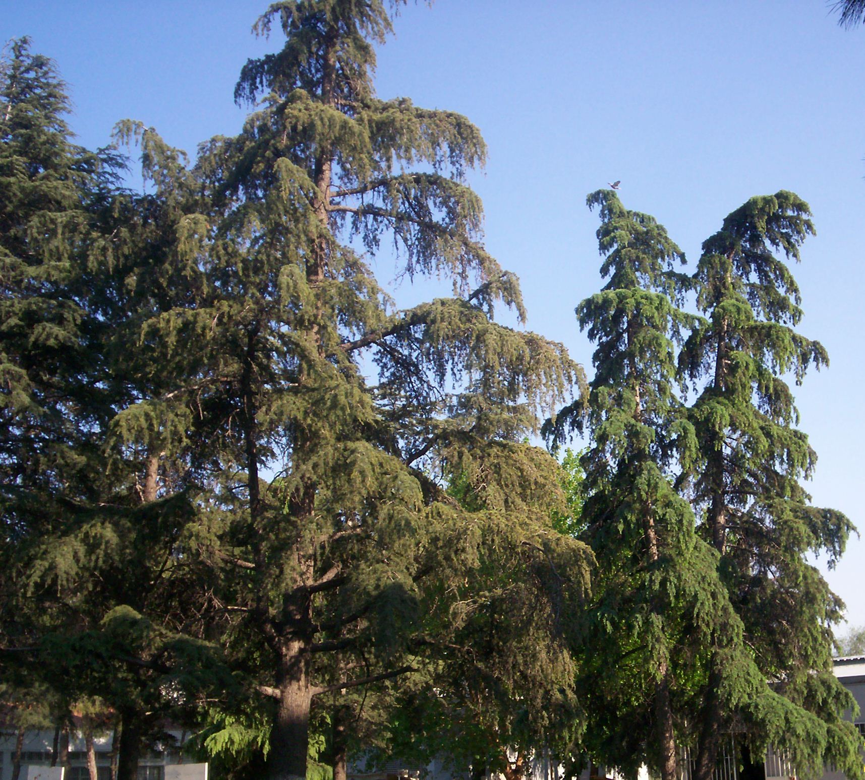 Cedrus deodara