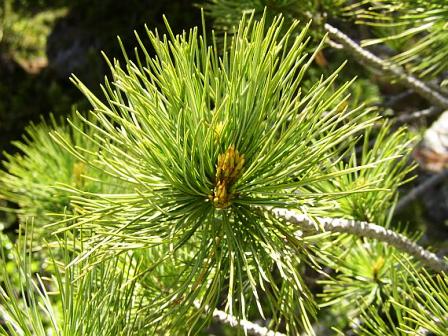 Pinus cembra