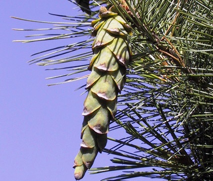 Pinus strobus