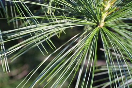 Pinus strobus 'glauca'