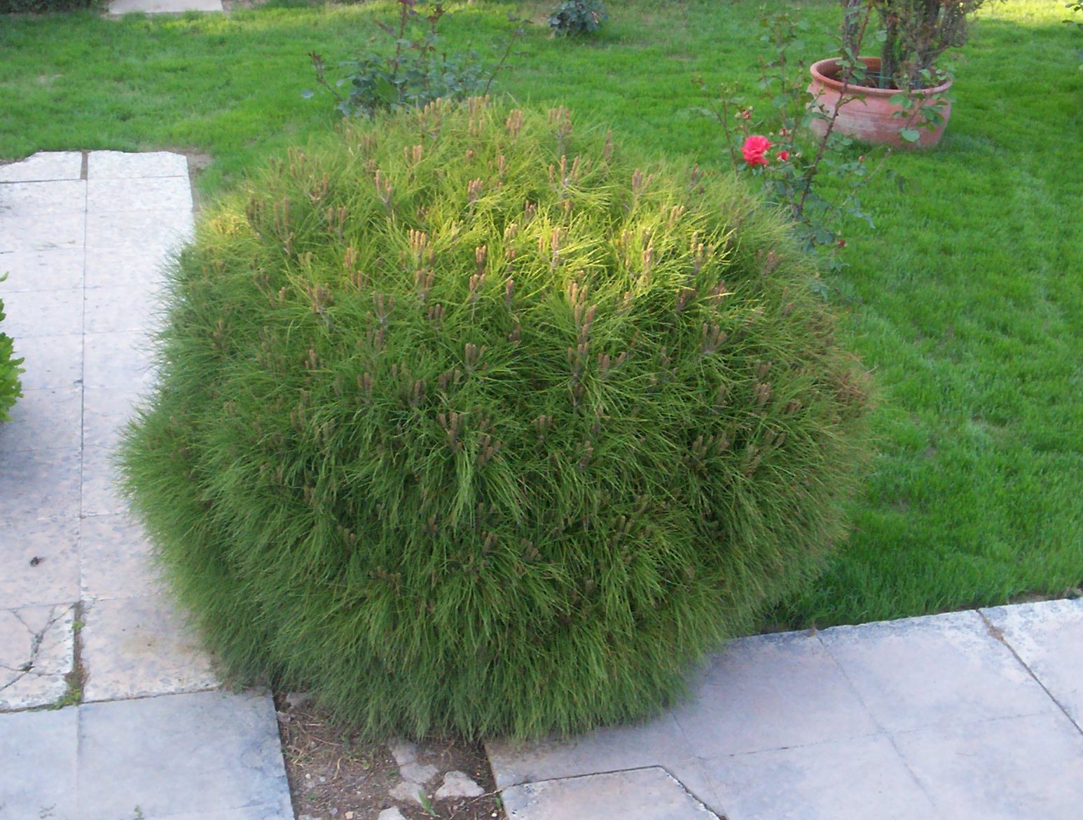 Pinus strobus 'nana'