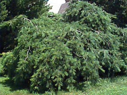 Pinus strobus 'prostrata'