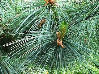 Pinus griffithii