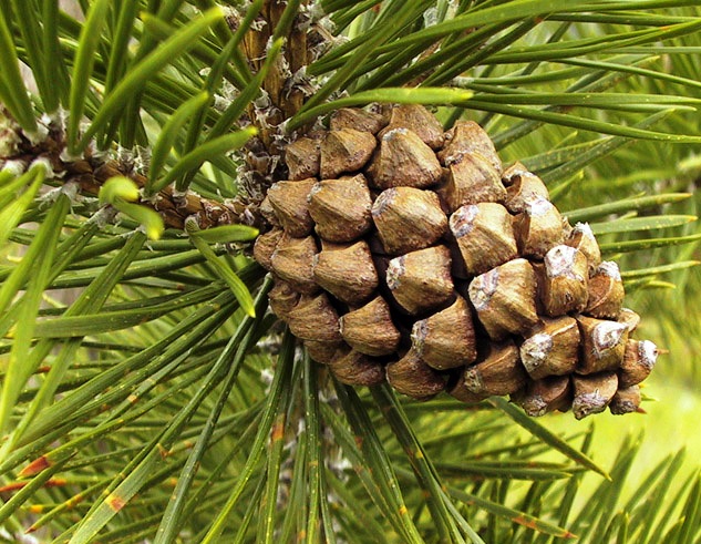 Pinus sylvestris