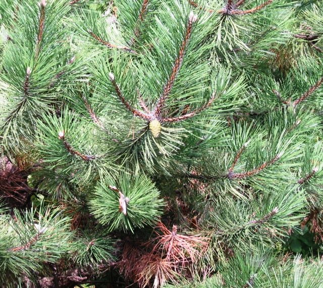 Pinus nigra