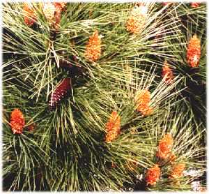Pinus maritima