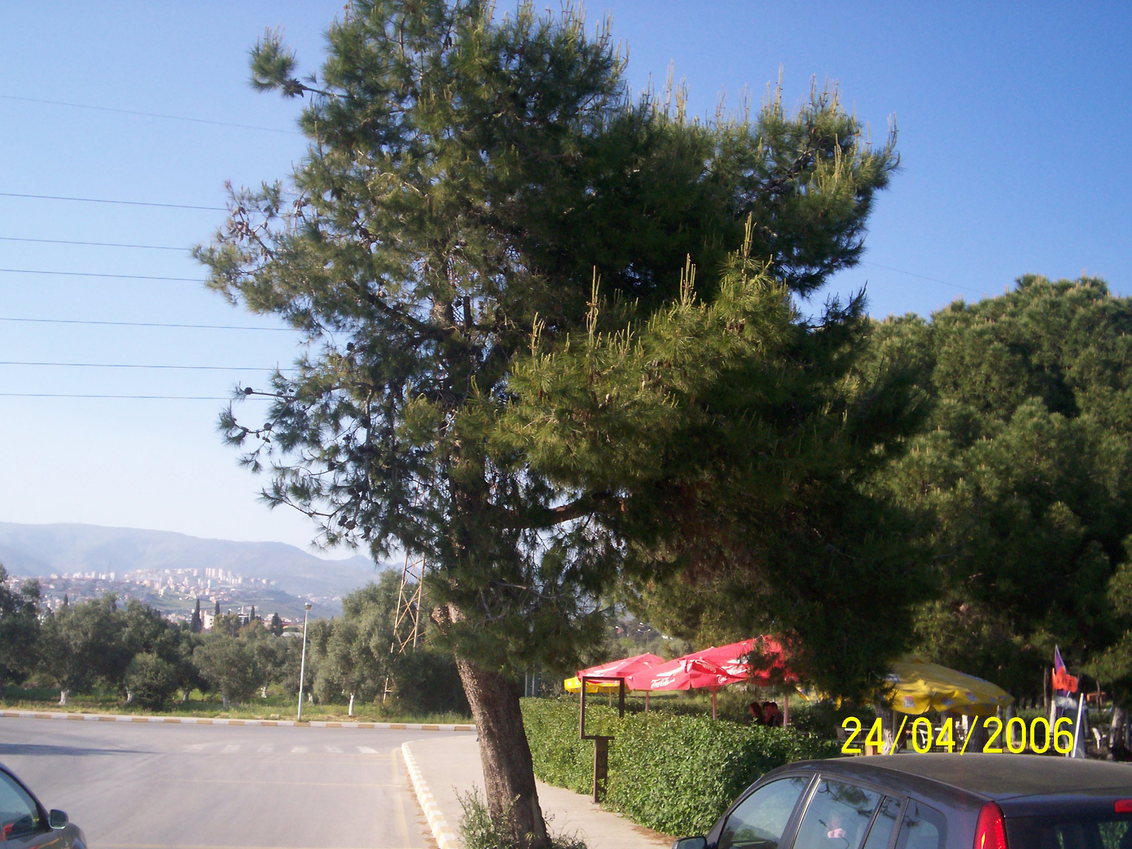 Pinus halepensis