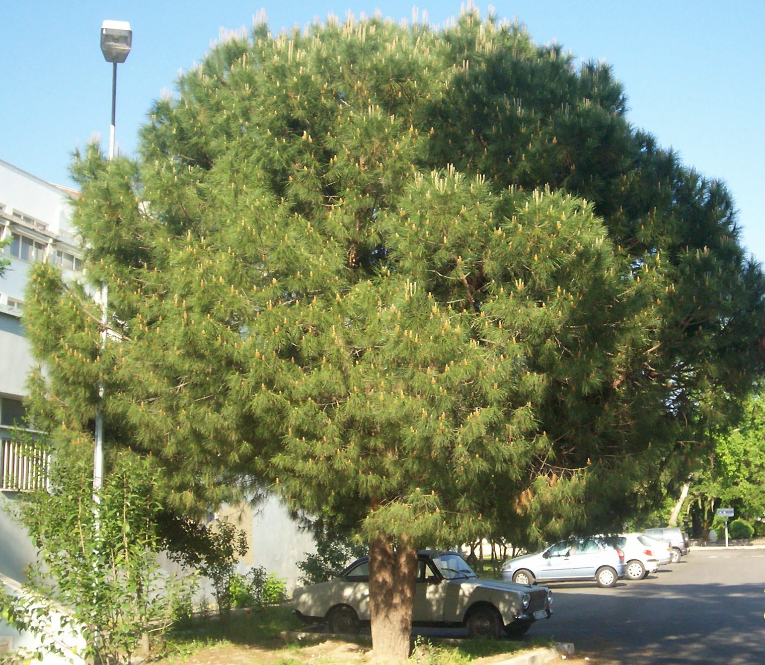 Pinus pinea