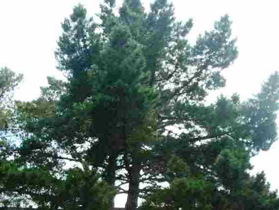 Pinus radiata