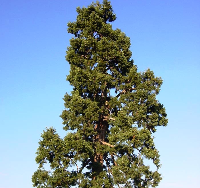 Sequoiadendron giganteum
