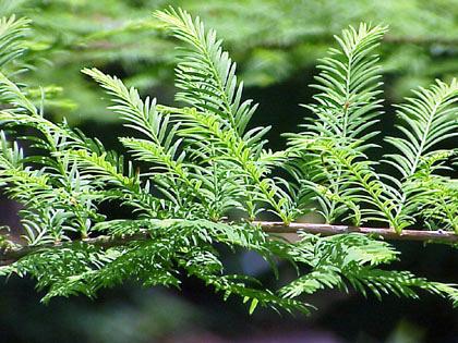 Taxodium distichum