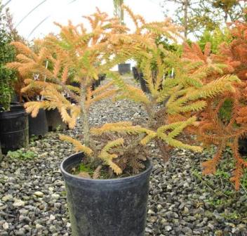 Cryptomeria japonica