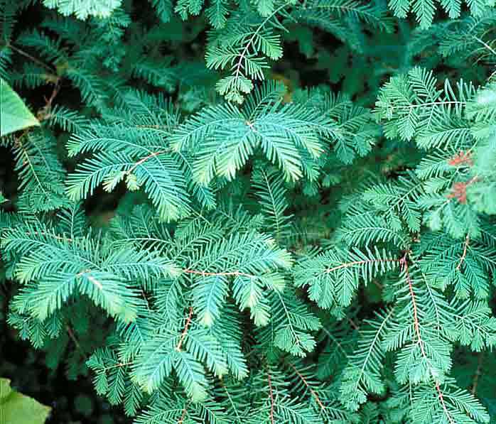 Metasequoia glyptostroboides