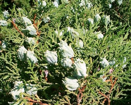 Thuja odorata
