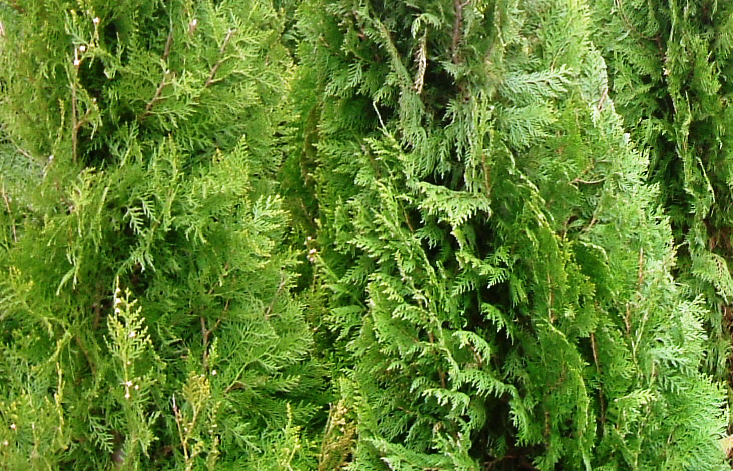Thuja orientalis 'pyramidalis'