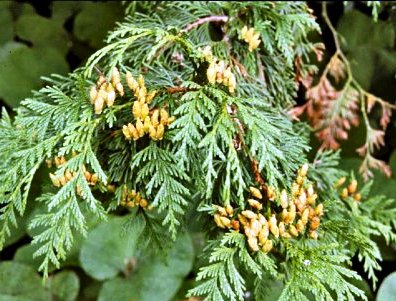 Thuja plicata