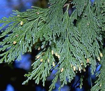 Libocedrus decurrens