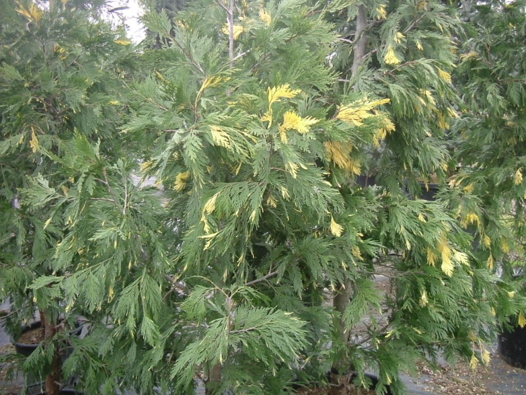Libocedrus decurrens 'aureo variegata'