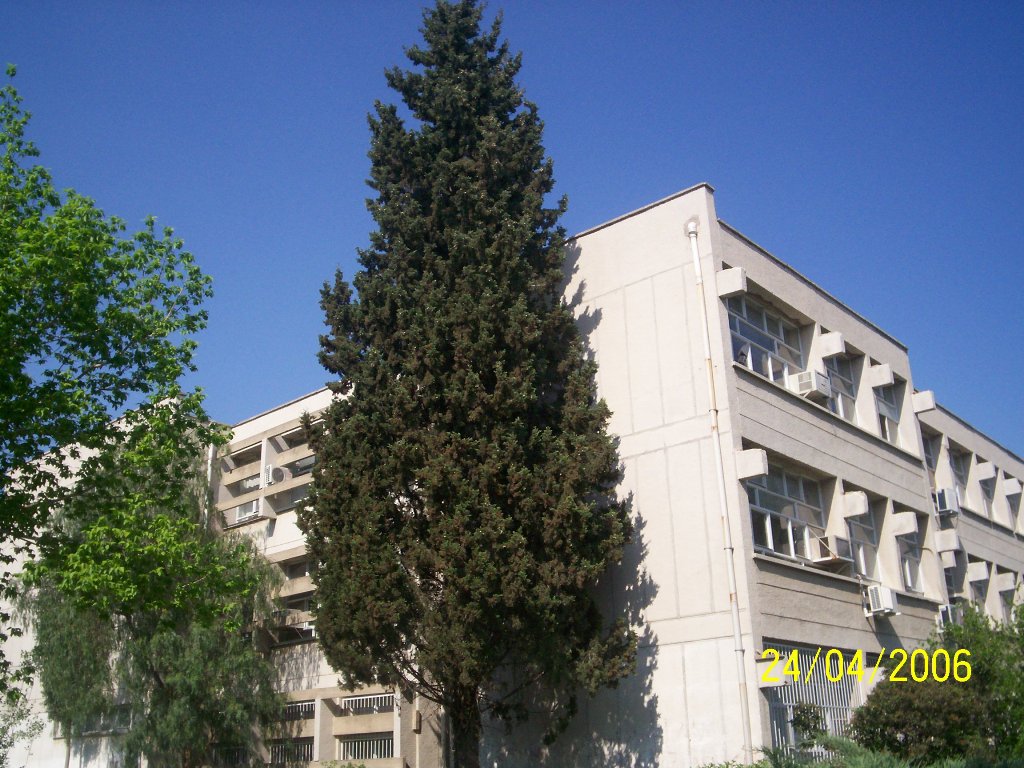 Cupressus sempervirens