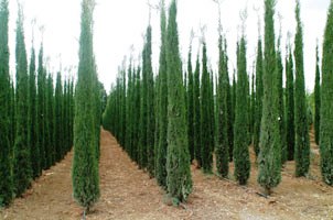 Cupressus sempervirens 'pyramidalis'